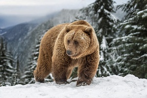 Brown bear walks in snow near pine trees on a cold winter day in, an Animal Photo by Byrdyak