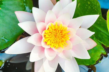 White flower water lilly featuring water, lilly, and flower, a Nature Photo by Vapi