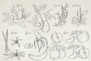 Herbs & Fruits Hand Drawn Collection