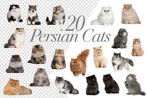 100 Cats Bundle - Cut-out Pictures