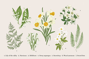 Spring Bouquet. Botanical Collection