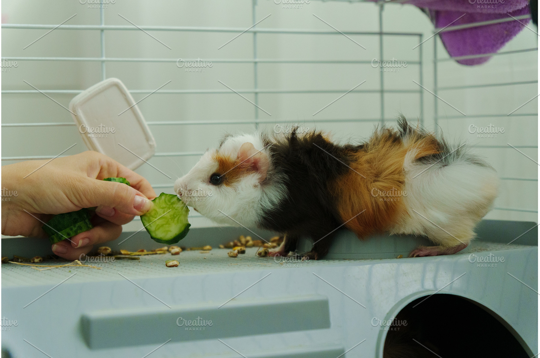 Gentle hand offers a crisp slice of, an Animal Photo by darksoul72