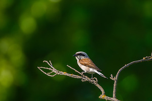 red backed shrike on a twig Lanius c, an Animal Photo by AlexBush
