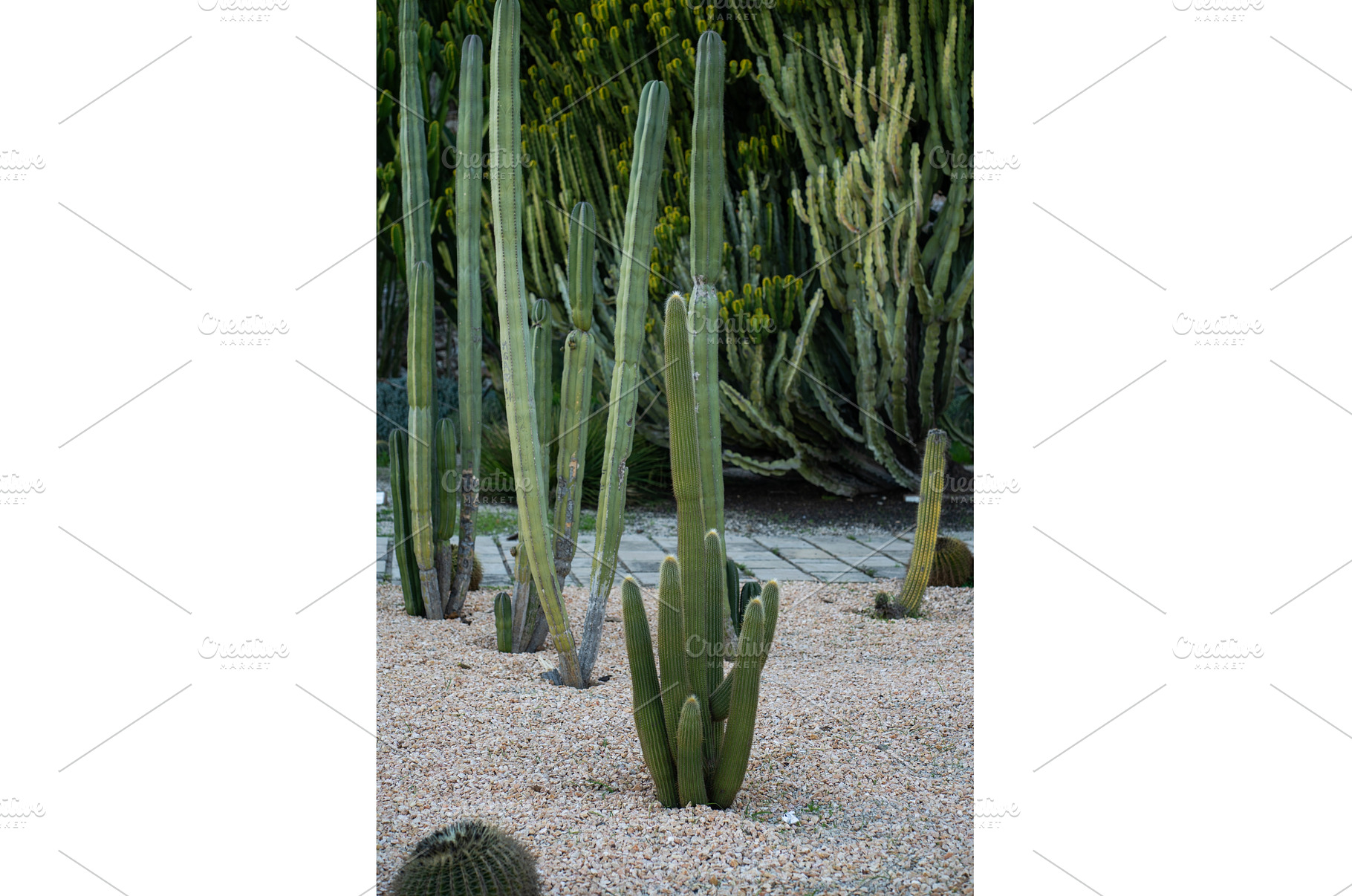 Diverse green succulents and tall, a Nature Photo by volodymyrshtun13795