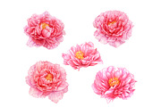 Watercolor Pink Flowers, an Illustration by Katya Zlobina (Thumbnail 9 of 9)