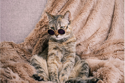 A sad domestic cat in sunglasses is