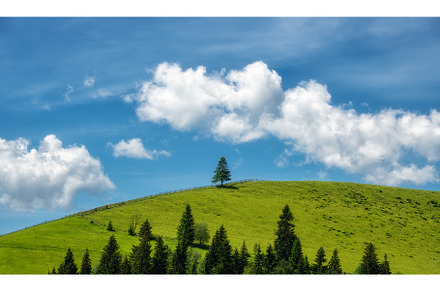Alone pine tree on the green hill stock photo containing tree and pine, a Nature Photo by den-belitsky