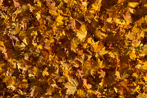 A ground covered with a thick layer of autumn leaves in shades of yellow and or, a Nature Photo by Textures & Backgrounds