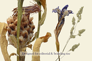 Airy Grassland — Flower Heads & Gras, an Object Graphic by Aga Silva (Thumbnail 5 of 5)