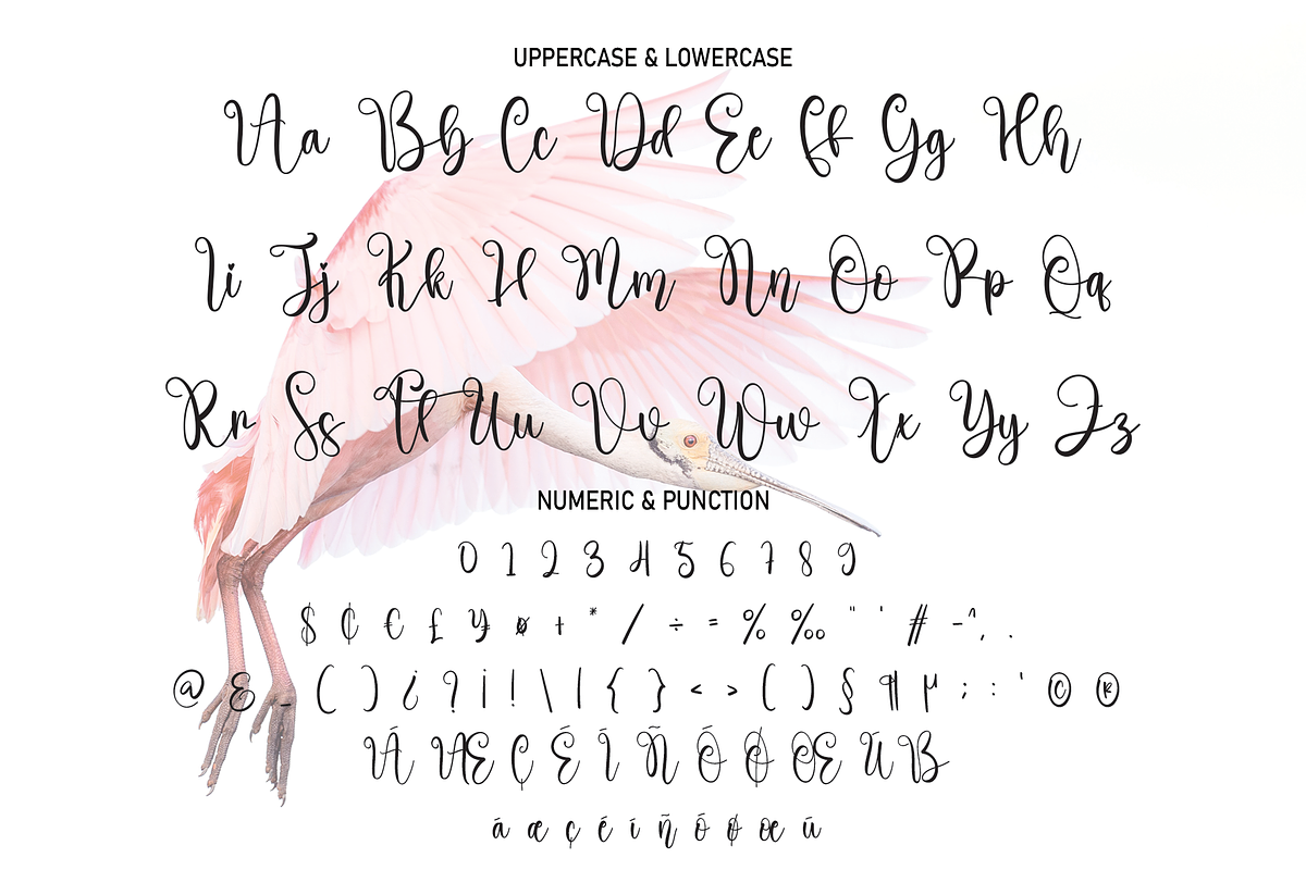 Pinkbird | Script Font, a Script Font by Scratchones (Photo 3 of 8)