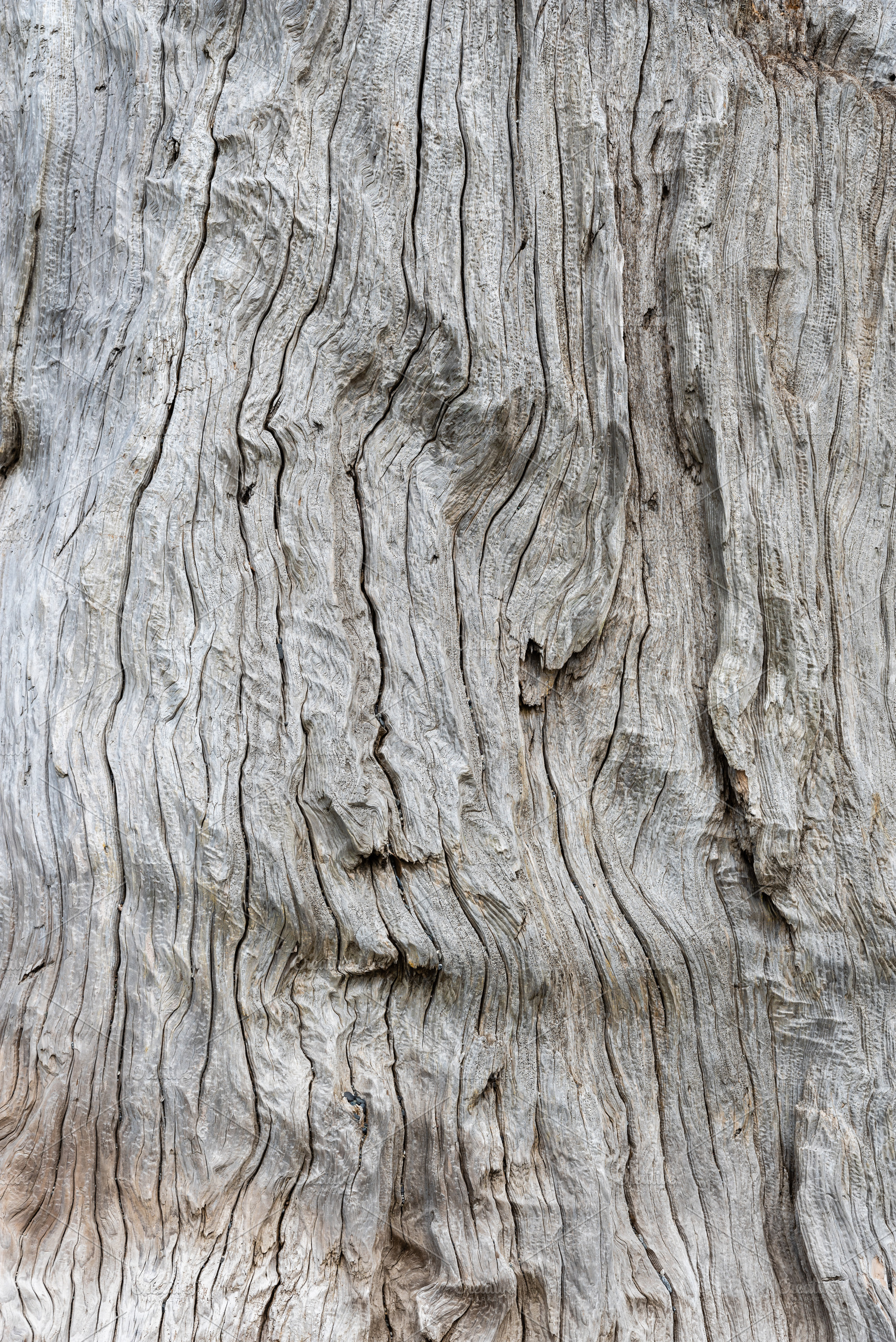 Silvered weathered driftwood, a Nature Photo by Zigzag Mountain Art
