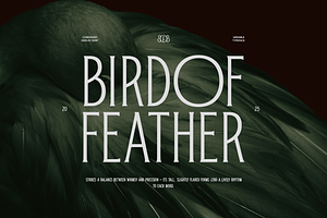 TRT Bird of Feather – Elegant Serif, a Font by truetype