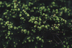 Nice green bush