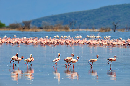 Flamingo stock photo containing flamingo and bird, an Animal Photo by Byrdyak