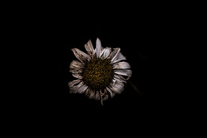 Dying Flower, a Nature Photo by Lavonne's Shop