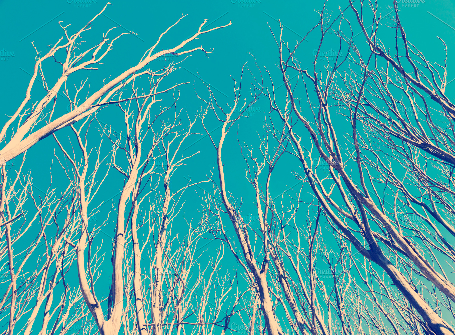 Vintage Trees, a Nature Photo by THP Creative