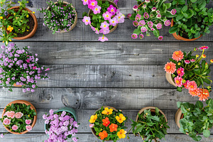 Flat lay of different flowers in pots on grey wooden table, a Nature Photo by AlyaAnd