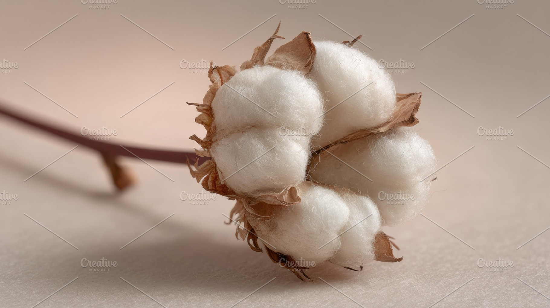Cotton plant bloom on smooth surface, a Photo by Beautiful things