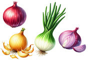 Watercolor Onion Clipart, an Illustration by Designworld (Thumbnail 3 of 6)