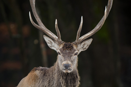Majestic red deer stag in forest. Animal in nature habitat, an Animal Photo by Byrdyak