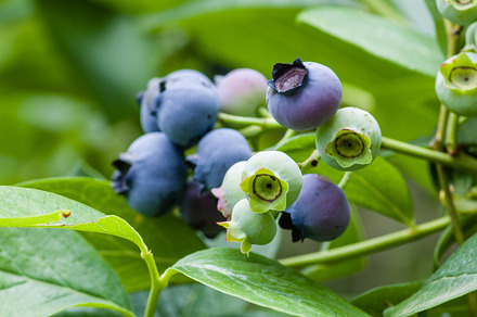 Prune Plums At The Market Featuring Food Fruit And Sweet preview 6