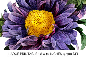 Flowers Aster Purple Clipart Vintage