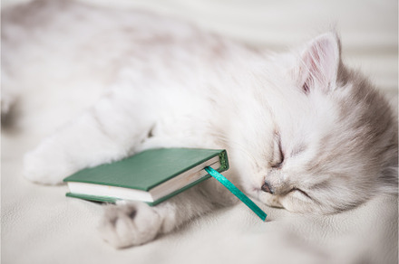 White adorable cat is sleeping after stock photo containing cat and kitten, an Animal Photo by sergey.krotov