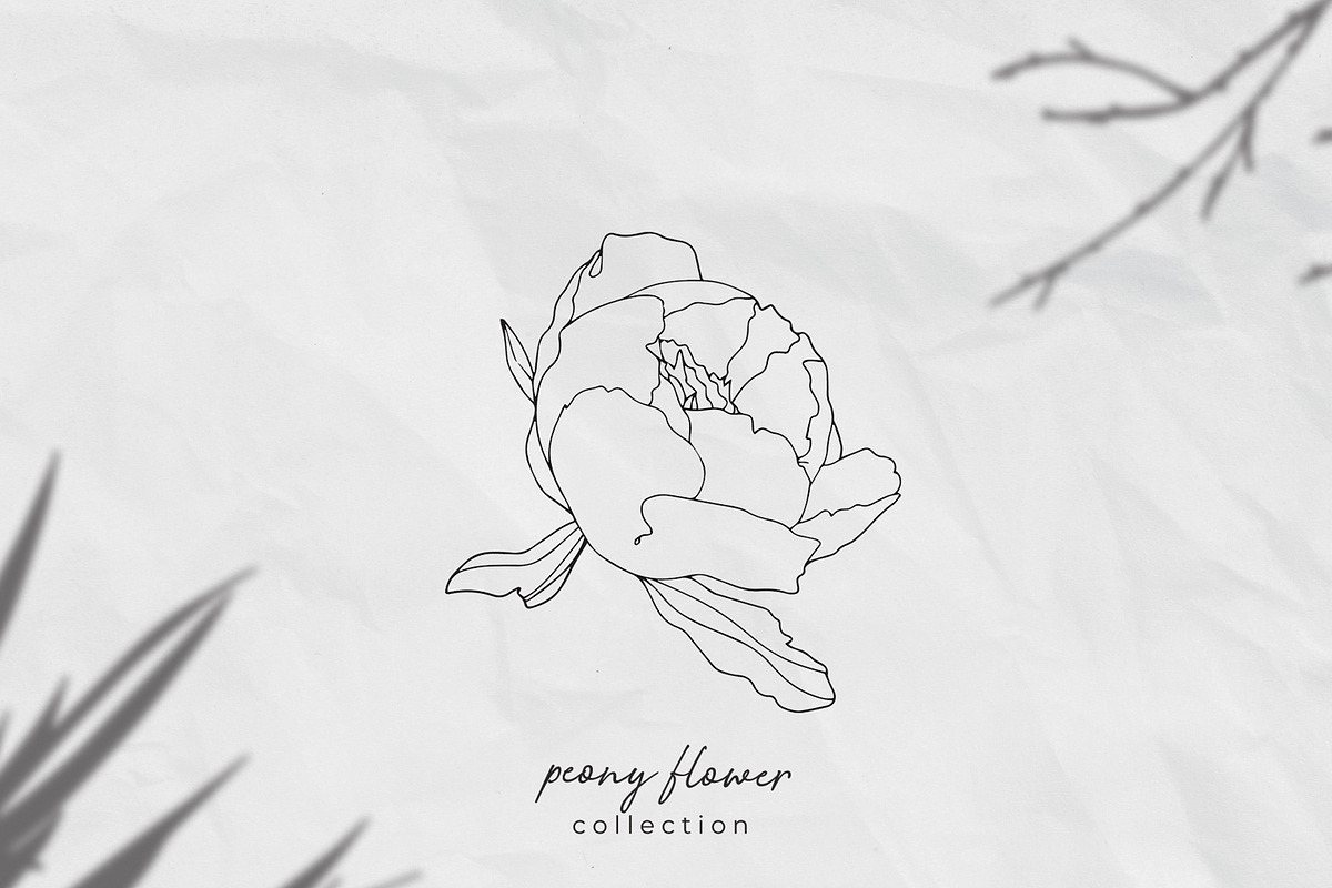 Peony flower collection, an Illustration by Maria's little shop (Photo 1 of 7)
