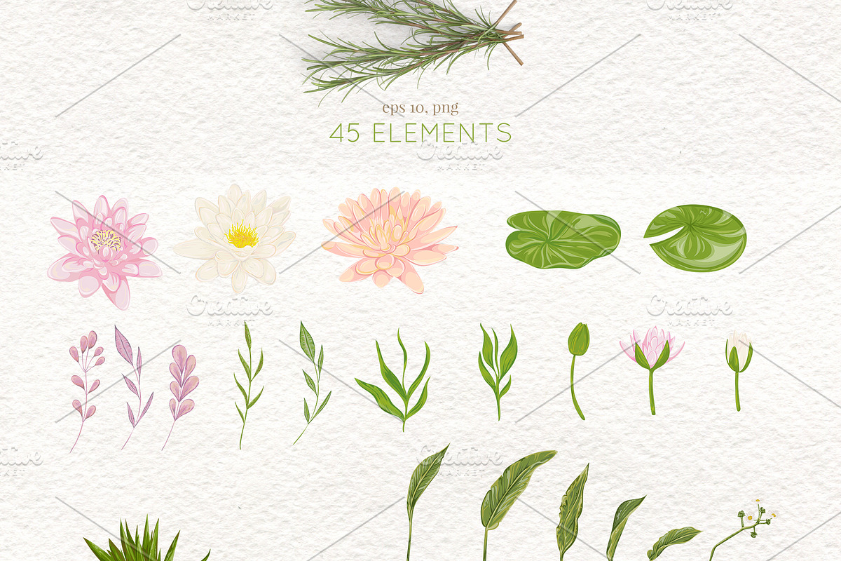 Swamp flora and fauna, an Animal Illustration by kateja (Photo 5 of 6)