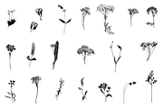 HERBARIA. Pressed Wildflower Scans, an Object Graphic by Schumacher Shop (Thumbnail 21 of 21)