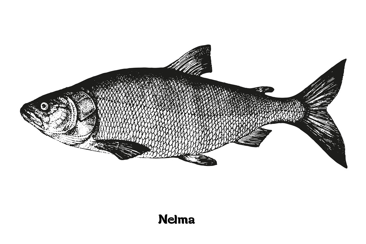 Fish collection, part 3, a Food Illustration by ZotovShop (Photo 5 of 11)