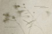 Diaphane - Blurry Floral Backgrounds, a Background Graphic by alonahaidash (Thumbnail 2 of 16)