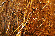 Coconut Texture, a Texture Graphic by MHLY (Thumbnail 3 of 3)
