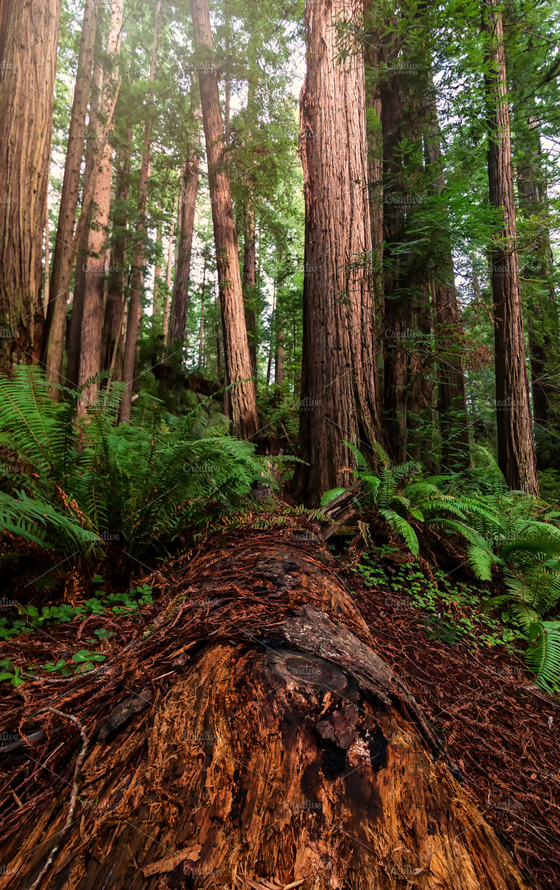 Fallen redwood tree containing redwoods, forest, and trees, a Nature Photo by Jeff Schwartz Photography