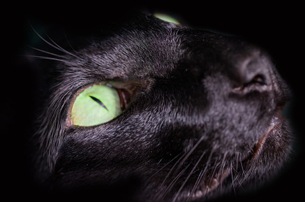 Black oriental cat green eyes