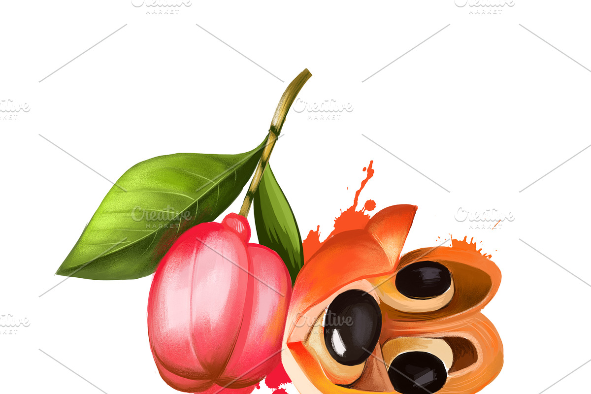 Culinary fruits set part 1, an Object Graphic by Dneprstock (Photo 2 of 3)