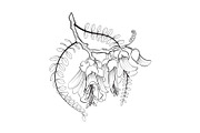 Plants of New Zealand Vector Set, an Illustration by Anna Repp Illustration (Thumbnail 3 of 5)