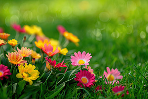 Different and colorful flowers in green grass, a Nature Photo by AlyaAnd