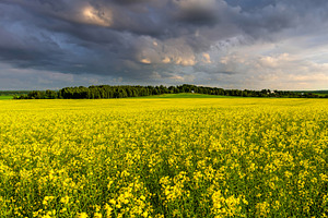 A vibrant yellow rapeseed field under a dramatic cloudy sky. Gro, a Nature Photo by Eugene_Photo