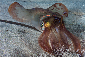 Squid Portrait, Loligo vulgaris