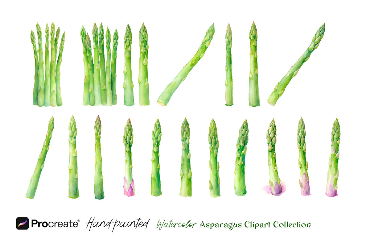 Watercolor Asparagus Clipart, a Food Illustration by crafty (Photo 4 of 5)