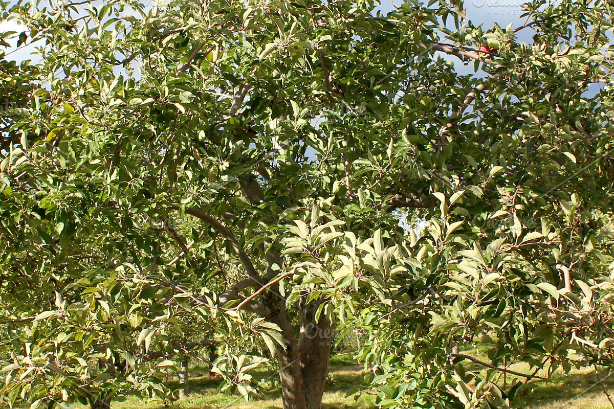 Fall Apple Picking - 10 Stock Photos, a Nature Photo by RIK Photography (Photo 8 of 8)