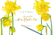 Double Daffodils, an Illustration by watercolorwild.graphics (Thumbnail 3 of 6)