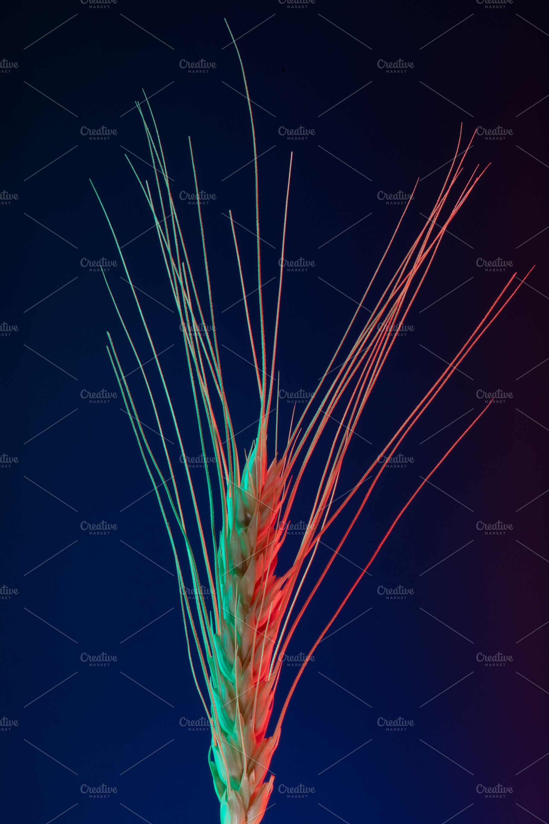 Single wheat ear lit with colorful red and blue lighting on dark, an Industrial Photo by Ales Munt
