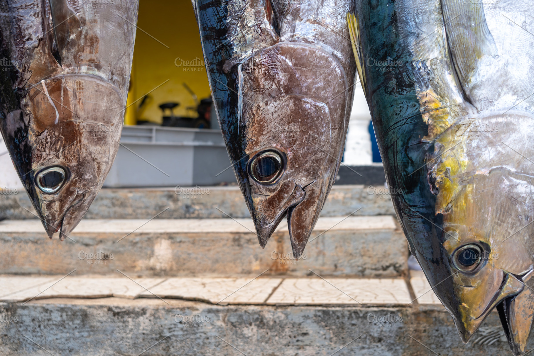 Fresh yellowfin tuna for sale on Maupiti island, French Polynesi, an Animal Photo by GoodGoods