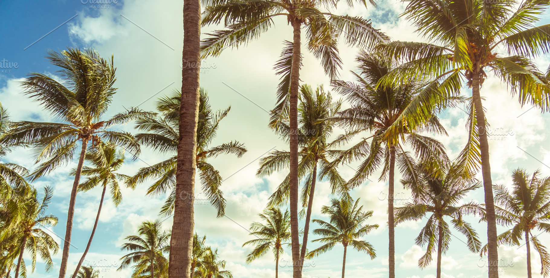 branches of coconut palms, a Nature Photo by Maria Kray