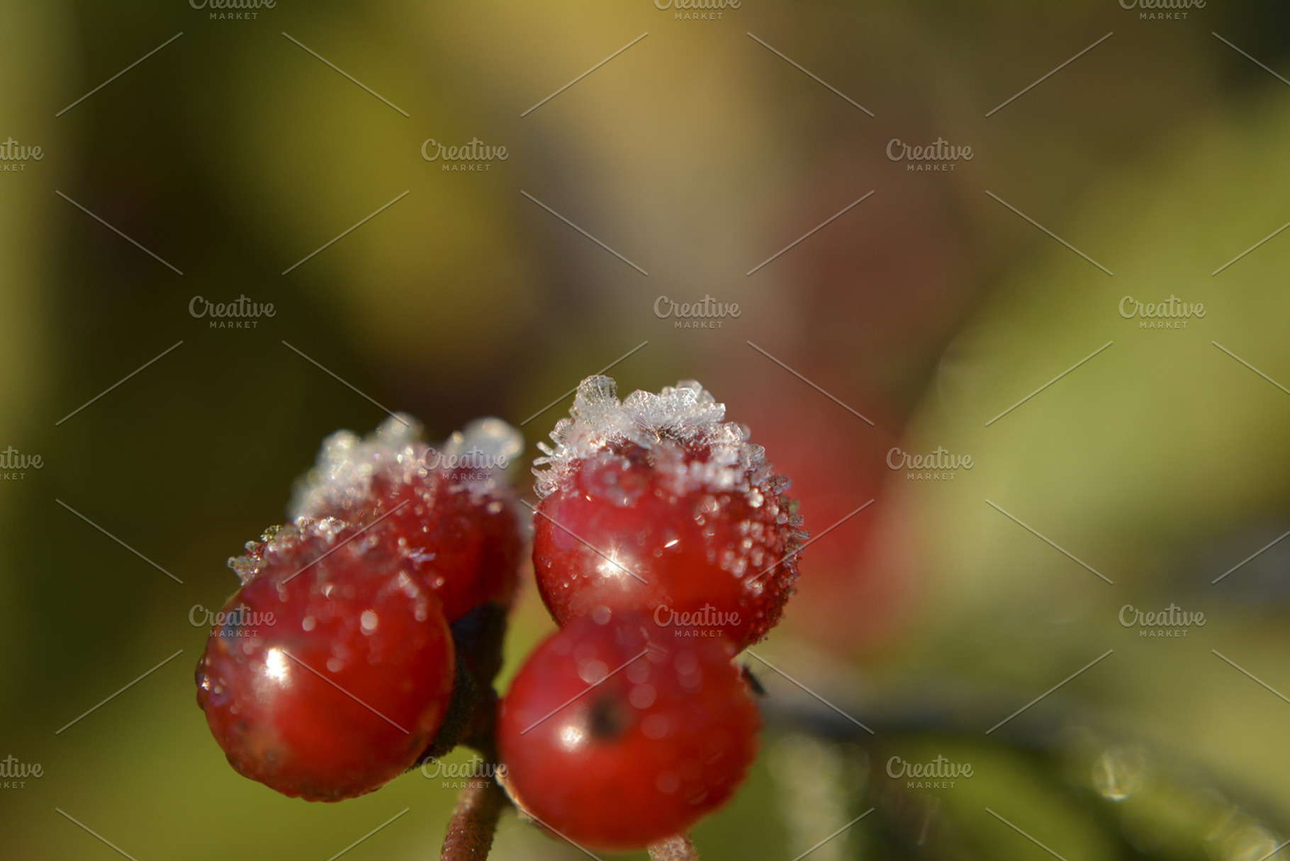 Frost On Berries