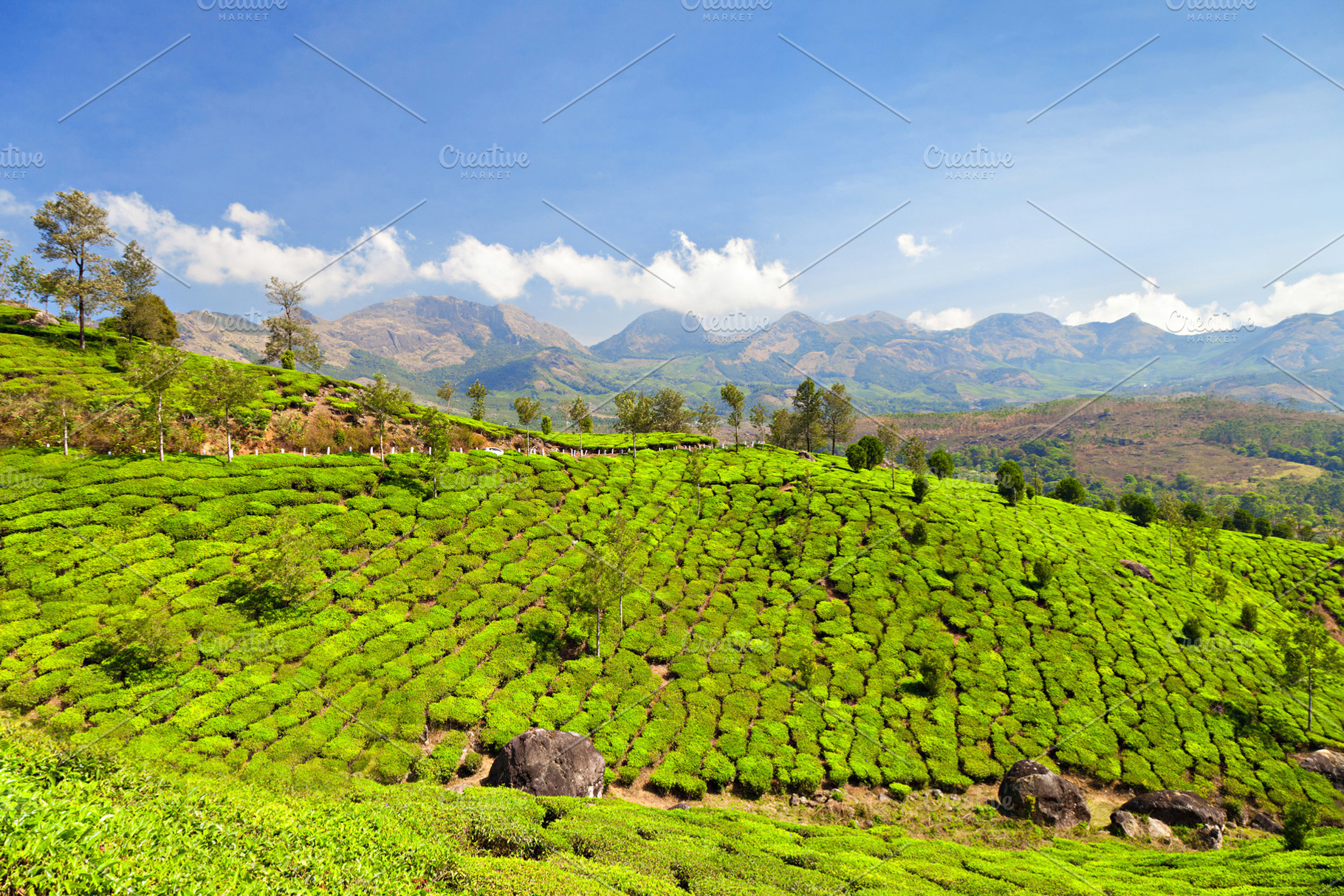 Tea plantation, a Photo by saiko3p