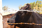 Cow Stock Bundle, an Animal Photo by r.r.palacios (Thumbnail 14 of 14)