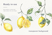 Lemons Botanical Illustrations, a Food Illustration by Tilling (Thumbnail 4 of 7)